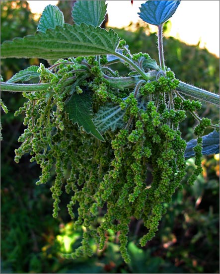 sm 651 Stinging Nettle.jpg - Stinging Nettle (Urtica dioica ssp. holosericea): They were very tall and healthy because they grew right next to the creek.